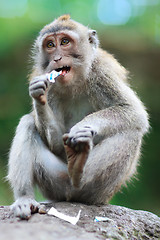 Image showing Portrait of wild monkey