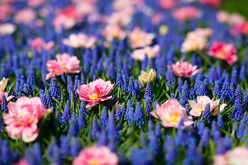 Image showing Blue and pink flowers