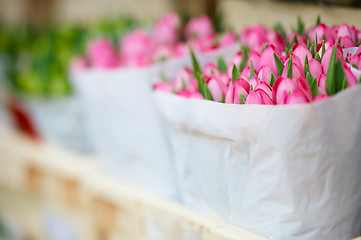 Image showing Pink Tulips