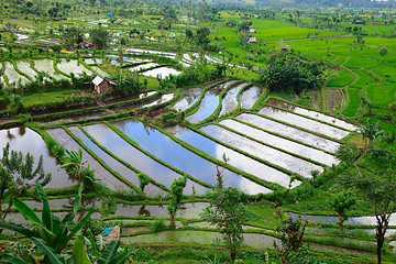Image showing Rice field in Bali
