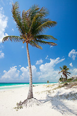 Image showing Coconut palm at beach