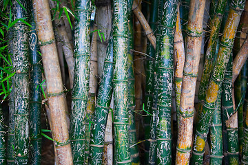 Image showing Bamboo Graffiti