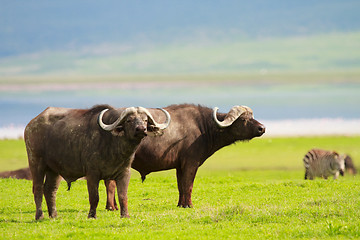 Image showing Buffalos 