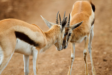 Image showing Thomsons gazelle