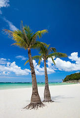 Image showing Tropical Paradise