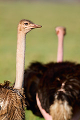 Image showing Ostrich