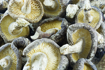 Image showing Mushrooms