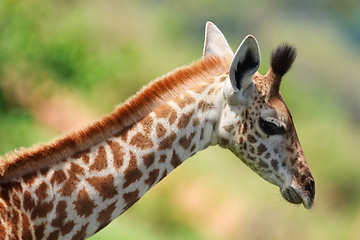 Image showing Baby giraffe