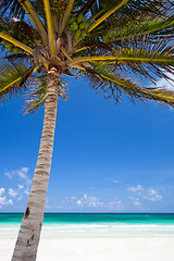 Image showing Coconut palm at beach