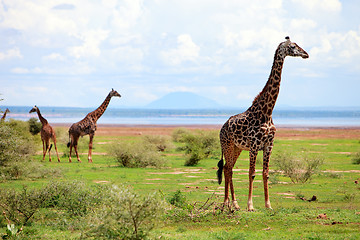 Image showing Giraffes