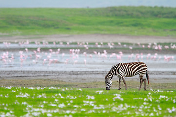 Image showing Zebra