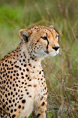 Image showing Cheetah