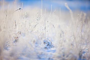 Image showing Grass covered with snow
