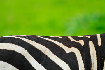 Image showing Zebra skin