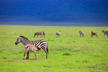 Image showing Zebras