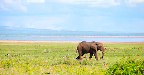 Image showing Elephant