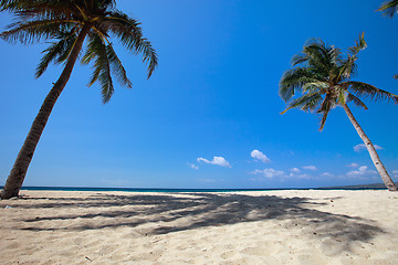 Image showing Palm trees on tropical beach