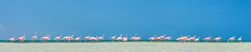 Image showing Pink flamingos panorama