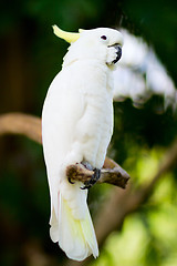 Image showing  White cockatoo parrot