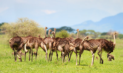 Image showing Ostrich family