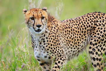 Image showing Cheetah