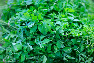 Image showing Coriander