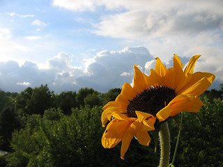 Image showing Sunflower