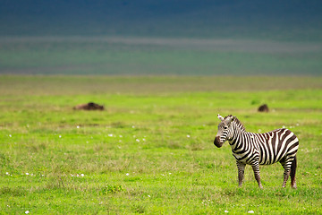 Image showing Zebra