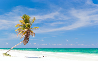 Image showing Coconut palm at beach