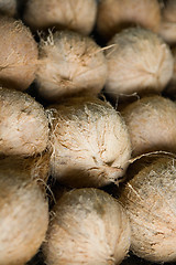 Image showing Coconuts