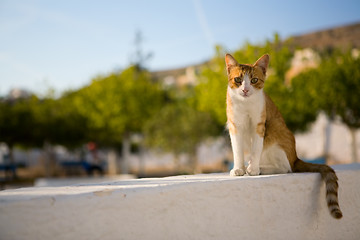 Image showing Homeless cat