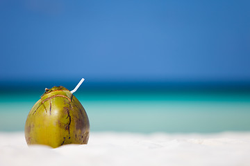 Image showing Coconut