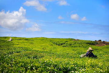 Image showing Tea plantation