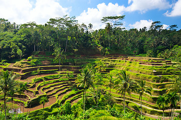 Image showing Rice paddy