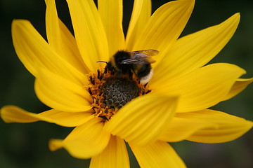 Image showing Close up of yellow flower with bumble-bee