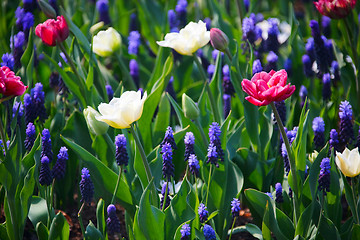 Image showing Blue, white and pink flowers