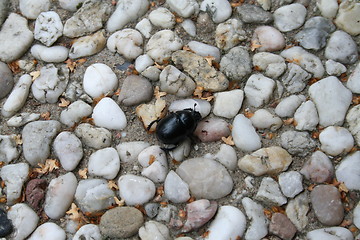 Image showing Beetle