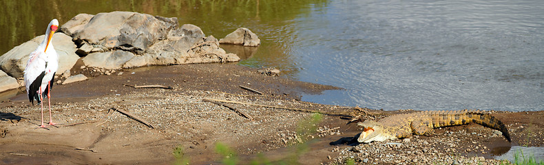 Image showing Bird and crocodile