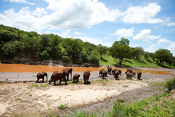 Image showing Elephants