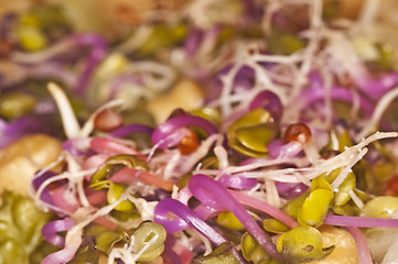 Image showing radish sprouts