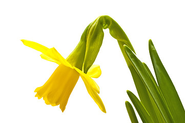 Image showing Daffodil