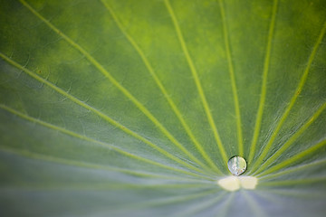 Image showing Water Drop