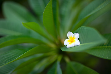 Image showing Tropical flower