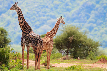 Image showing Giraffes