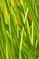 Image showing chive