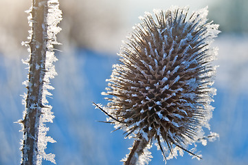 Image showing teasel on frost