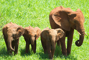 Image showing Elephants