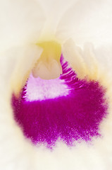 Image showing Dendrobium orchid