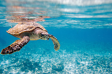 Image showing Hawksbill sea turtle