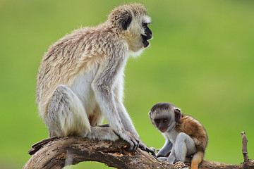 Image showing Black faced vervet monkeys